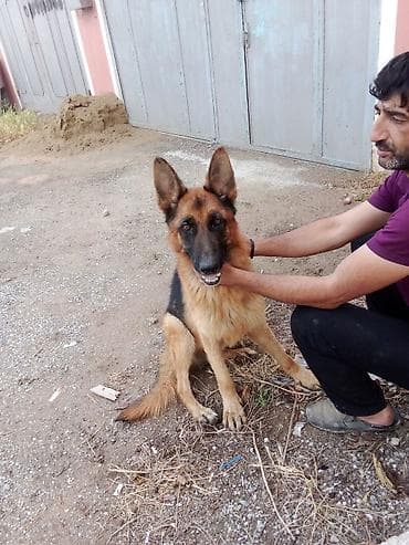 mops it: Alman çoban iti — 3