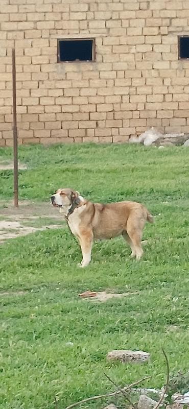 coban iti haqqinda melumat: Qurdbasar, 2 il, Dişi — 1