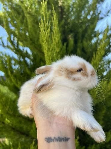 dovsan: 🐰 1 aylıq Mini Holland Lop balalarımız yeni yuvalarını axtarır. 🤍 ✅ — 4