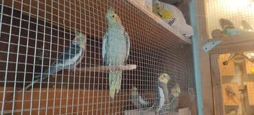 отдам в добрые руки: 5 ədəd quşdu.iki cüt hazır maya erkekdi.biri tək erkekdi adı — 3