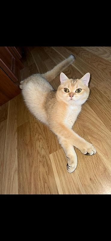golden shinshilla: Qızıl şinşilla, Dişi — 5