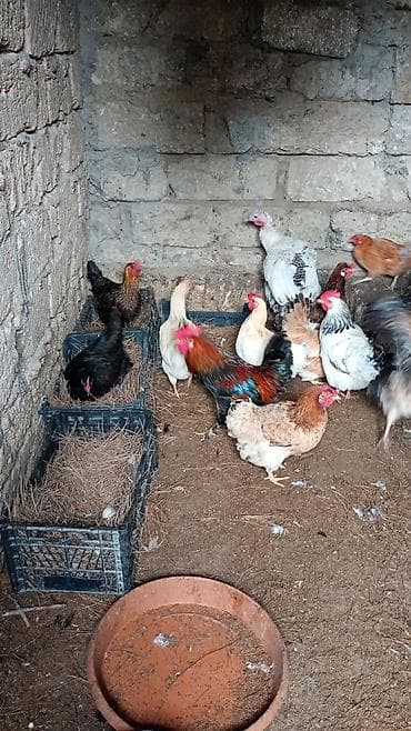 Akvariumlar: Toyuq, Yumurtalıq, Ünvandan götürmə — 1