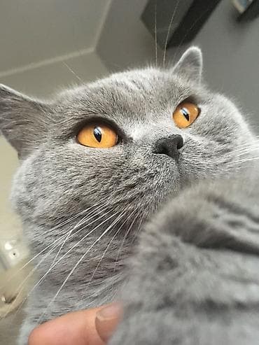 britan şinşila: Britan — 1