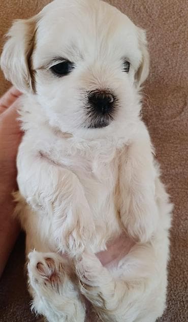 xaski gence: 1 ay — 5