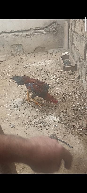 broyler cuce satisi: Taynıngətrib - Rəng: qırmızı-qara qarışıq lələklər, quyruq tünd - — 2