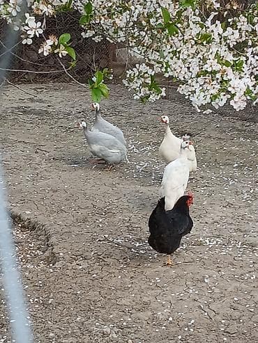 Toyuq, Damazlıq lalafo.az -da Toyuq, Damazlıq