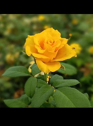 quş peyini: Məhsul: Qızılgül kolları – nadir rəng çeşidləri Təsvir: - Dekorativ — 6