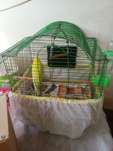 вольер для волнистых попугаев: Tutuquşu qəfəs aksessuarlari ilə birlikdə verilir . çatdırılma var — 3