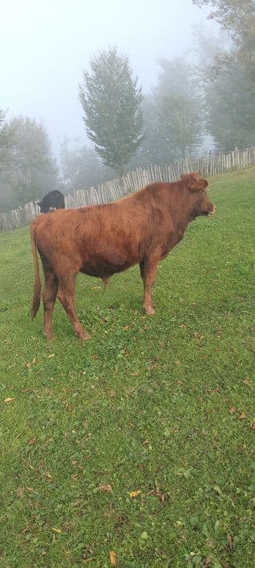 cins inekler: Satılır: 2 baş iribuynuzlu heyvan - Qırmızı rəngli inək: orta-boy — 1