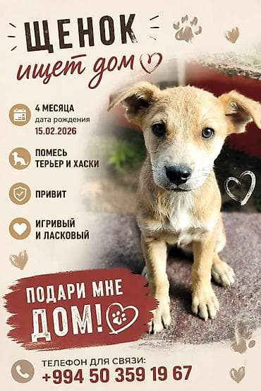 haski it: 4 ay, Peyvəndli — 1