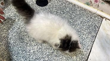 heyvan: British Longhair/Scottish tipli bala pişiklər - Nəsil xüsusiyyətləri — 7