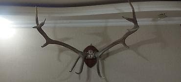 resim seti: Təbii nəcib maral buynuzları lакlanmayıb, təbii vəziyyətdədir — 9