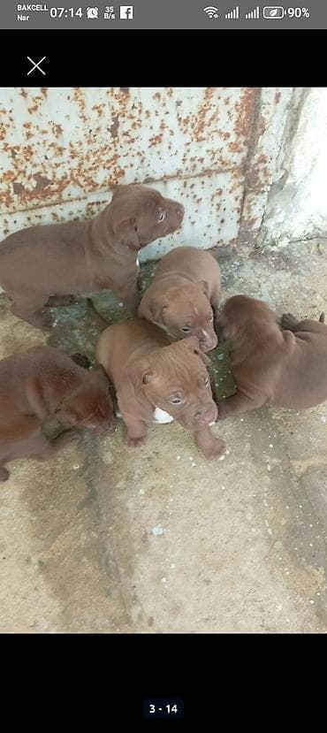 Qəhvəyi rəngli pitbull balalari. BİR aylıqdır lar. Şəkillərdə sonda lalafo.az -da Qəhvəyi rəngli pitbull balalari. BİR aylıqdır lar. Şəkillərdə sonda