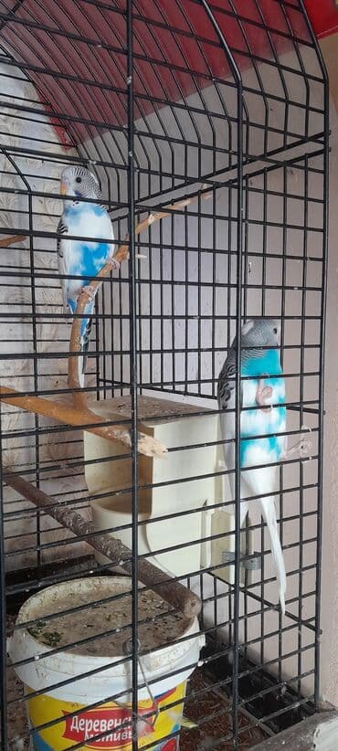 cuceye verilen adlar: 2 aylıq ərkəklər.2- х месячные самцы — 4