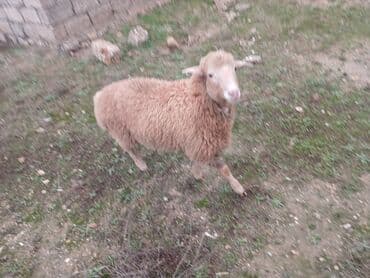Qoyunlar – yerli cins - Şəkillərdə 3 baş qoyun göstərilir (1 ədəd lalafo.az -da Qoyunlar – yerli cins - Şəkillərdə 3 baş qoyun göstərilir (1 ədəd