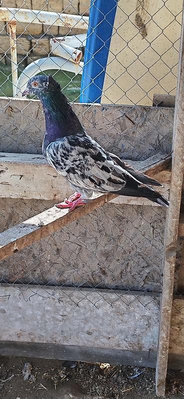 danisan quslar: Tutulma əbrəş erkəydi 15 manat — 2