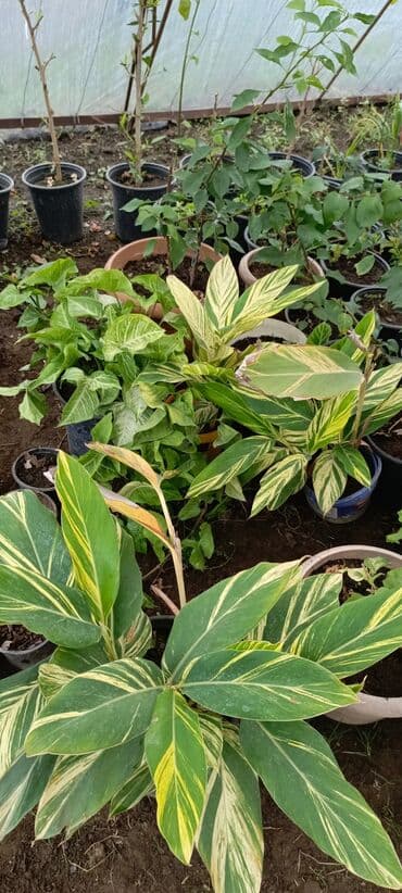 bitki satışı: Satışda dekorativ saksı bitkiləri – bağ və interyer üçün. - Euphorbia — 11