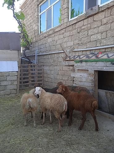 quzu satisi: Erkəy quzular satılır 250 manatdan — 1