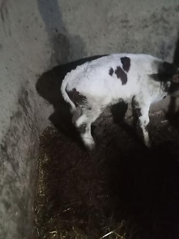 Коровы, быки: Birc qarin dügedi ciddi şexsler zeng vursun — 6