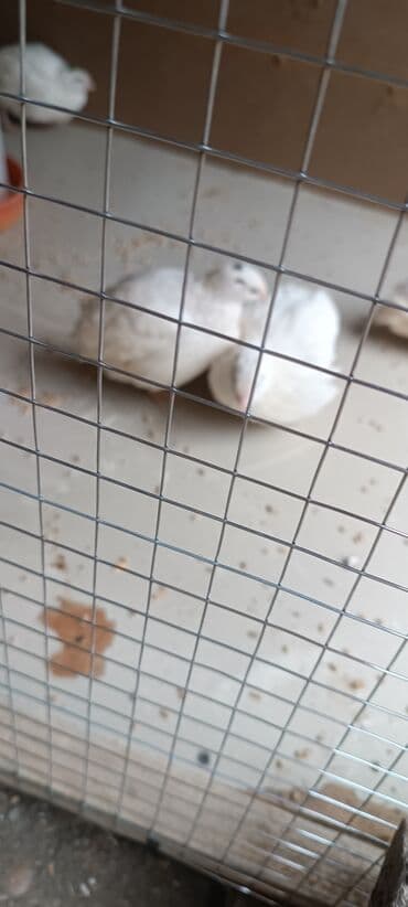 çoban iti adlari: Ağ rəngli bildirçin . Bu quşlar ev heyvanı kimi və ya yumurta və ətlik — 2