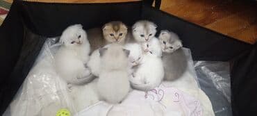 Аквариумы: Шотландская, Самка, В добрые руки, Самовывоз, Бесплатная доставка, Платная доставка — 2