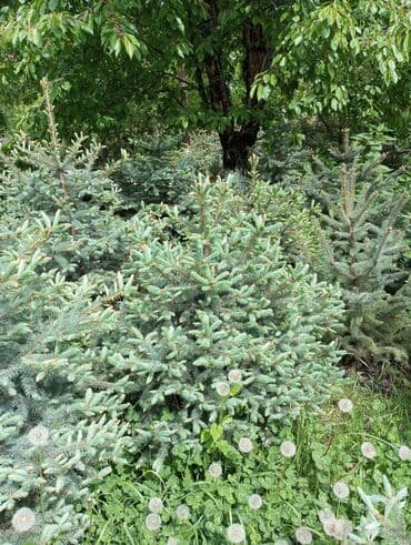 dibcək gulləri ev gulleri ve adlari: Hərkəsə salam😀 Quba ərazisində krimlovski şam ağaclarının topdan və — 14