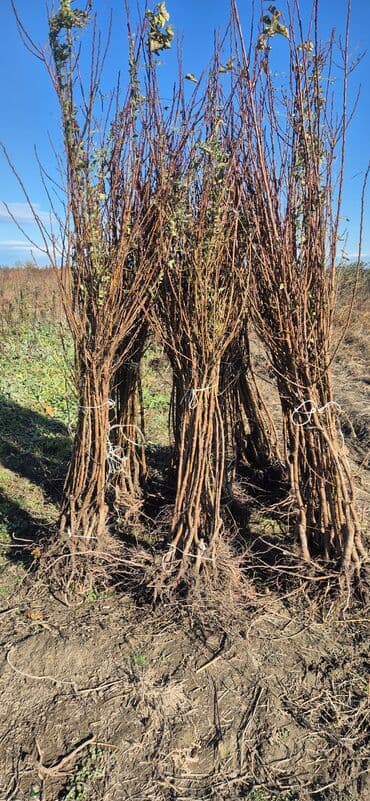 ağaç satışı: Meyvə və dekorativ ağac tingləri Təsvir: - Tərtər rayonu ərazisində — 2