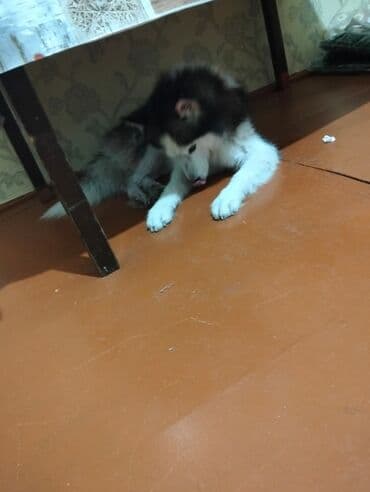 keci dərisi: Xaski, Dişi, Peyvəndli, Ünvandan götürmə, Pulsuz çatdırılma, Ödənişli çatdırılma — 3