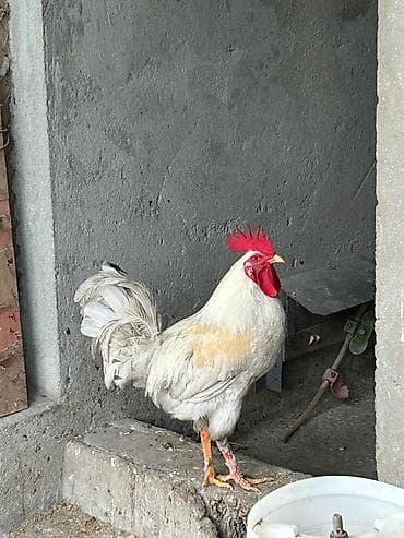 Keçilər, çəpişlər: Məhsul: Xanım toyuqlar üçün iki ədəd xoruz - Növ: Yerli qarışıq cins — 2