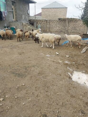 cuce ve xoruz: Qoyun sürüsü – yerli cinslərin qarışığı - Şəkillərdə kənd həyətində — 6