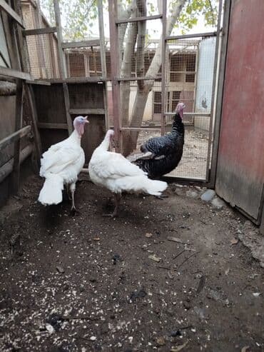 Digər kənd təsərrüfatı heyvanları: Erkək, Damazlıq — 6