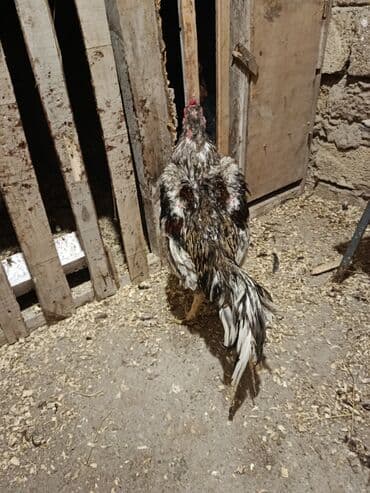 pulsuz verilir: Xoruz, il: 1 — 1