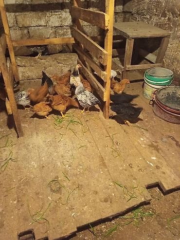 gence toyuqlar: 3ayna təzə keçiblər 20ededir ünvan mestaga kendi .kim isdese vatsappa — 2