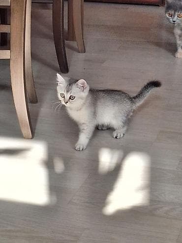 qazel heyvan: Şinşilla — 1