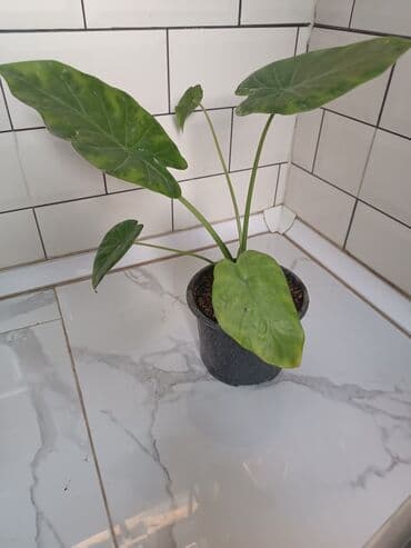 spatifilium: Otaq bitkiləri dəsti Şəkillərdəki bitkilər: - Spathiphyllum (Sülh — 3