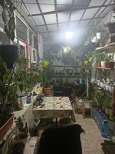 Букетные цветы: Məhsul: Ev şəraitində yetişdirilən qapalı və yarı-qapalı bitkilər — 2