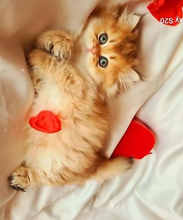 golden retviever: Erkək, Ünvandan götürmə — 3