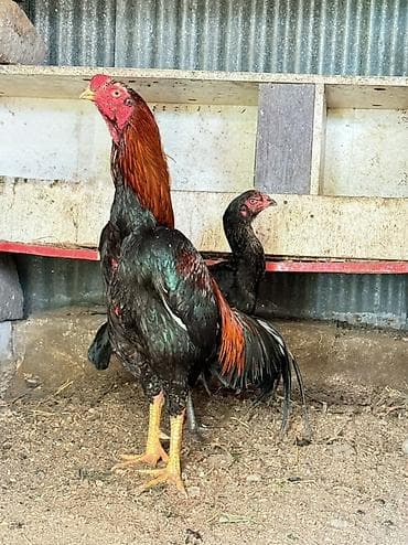 kənd toyuq: Aseel tipli xoruz papuqay dımdıq - Cins: Aseel (uzunboyun, enli döş — 4