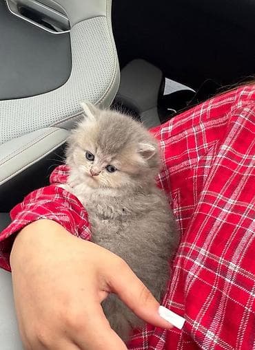 pişik pers: Şotland — 7