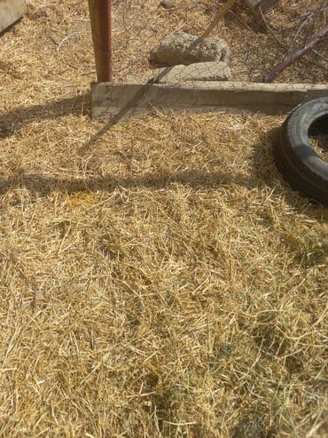 heyvan bazari inekler: Fermada yetişdirilmiş, müxtəlif rənglərdə olan qoyunlar. Sağlam və — 4