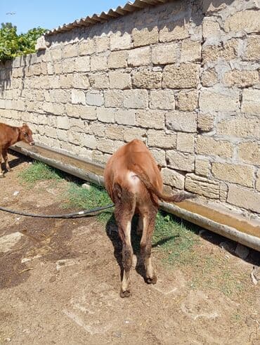 ingilis setter it cinsinin digər adı: Erkey saxlanmalı dana — 3