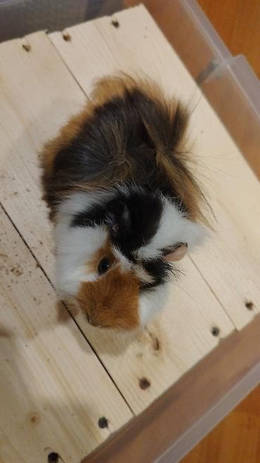 Gəmiricilər: Trikolor uzun tüklü dəniz donuzu (guinea pig) Parodası "Shiba" - — 5