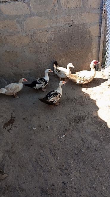 ordek adlari: Salam lal ördək 4 dişi 1 Erkey cavan dırla erkek sortu hərgün — 1