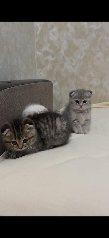 pişik pers: Şotland yastı qulaq — 2