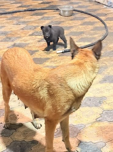 xaski balasi satilir: Belçika çoban iti, 1 ay, Dişi, Peyvəndli, Pulsuz çatdırılma — 5