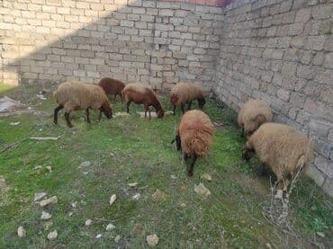 Коровы, быки: Самка, Qala, лет: 2, 80 кг, Для разведения, Самовывоз — 3