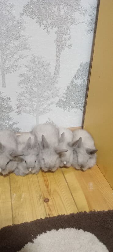 Akor balası kom satılır 7 m