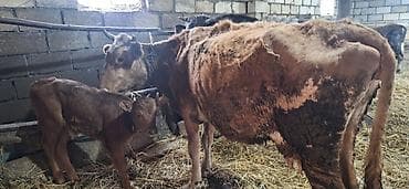 cins ineklerin satisi 2018: 4-cü qarın altında 20 günlük erkəy balanan sakit quzu kimi inək — 3