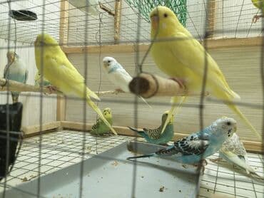 купить аквариум в баку: Topdan 10 manat qiymət sondu — 10