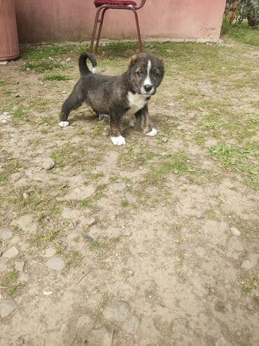 где можно купить собаку мальтипу: 1 месяц, Самец, С прививками, Самовывоз — 1